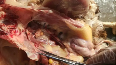 禽呼吸道病究竟是從哪里而來的呢？上海邦森技術(shù)分享