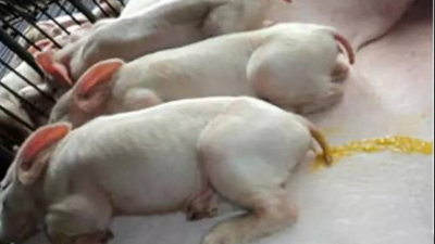 仔豬得了副傷寒，擺脫困難的方法-上海邦森