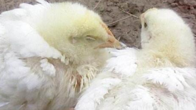 雞得了新城疫怎么辦？上海邦森幫您解燃眉之急