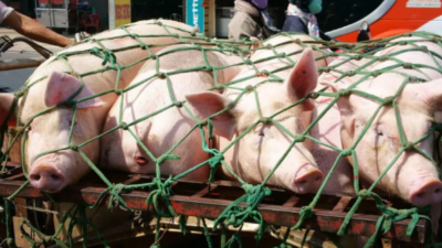 上下“拖市”合力，豬價(jià)有望上漲-上海邦森