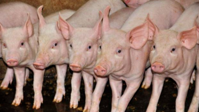 非洲豬瘟情況到底嚴(yán)不嚴(yán)重，高峰過了嗎-上海邦森