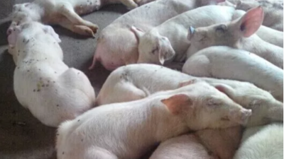 仔豬補(bǔ)鐵補(bǔ)血的方法