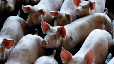 豬病兇猛，豬價(jià)最高能到12元？-上海邦森