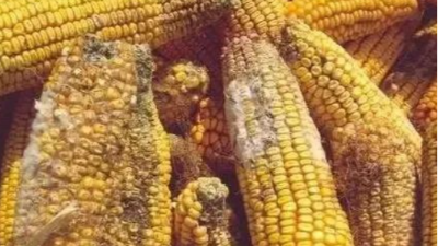 高溫高濕天氣，霉菌毒素對(duì)雞群的影響-上海邦森