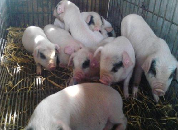 高溫天氣豬食欲不振是什么原因？用上海邦森獸藥解決