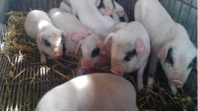 李曼大會——我國當(dāng)前豬病流行現(xiàn)狀與防控策略。上海邦森分享。