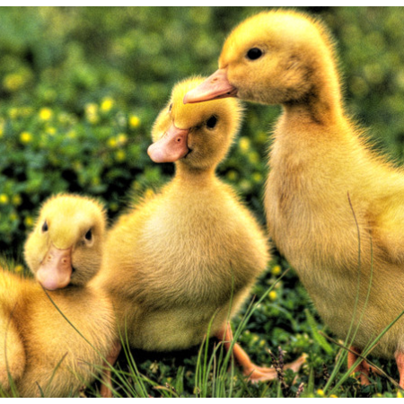 上海邦森治療鴨呼吸道方案真的是見效快，效果好！