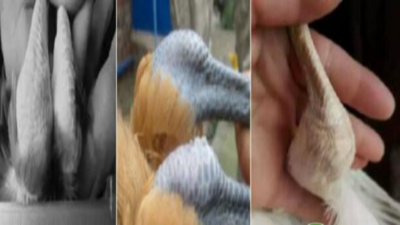 以中醫(yī)為原理，純中藥防治滑液囊支原體，見效快，不復(fù)發(fā)-上海邦森