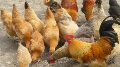 上海邦森養(yǎng)殖分享，除熱應激還需注意這些應激