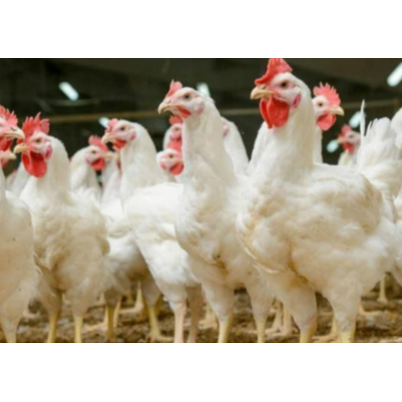 用實(shí)證說(shuō)話(huà)，速壯丁在白羽肉雞的應(yīng)用效果！