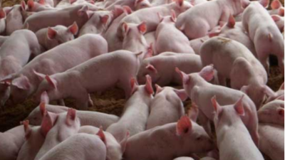 豬價(jià)大漲，能否回到40元大關(guān)？-上海邦森分享