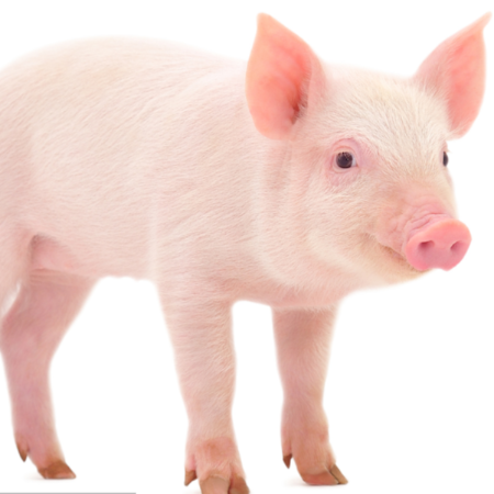 上海邦森生物安全用藥、藍(lán)耳病用藥得到客戶的認(rèn)可