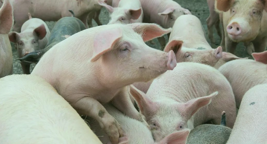 搶豬大戲在即！豬價(jià)蓄勢(shì)待漲，“頂點(diǎn)”是多少？-上海邦森