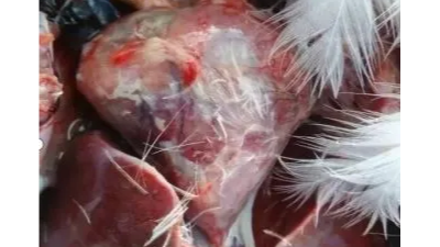 鴨鵝“包心包肝”不一定就是漿膜炎？