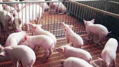 冬天新生的仔豬腹瀉怎么辦？上海邦森【黃金搭檔】來(lái)幫您