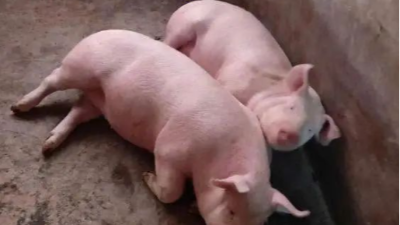 豬價(jià)上漲，多地破8元-上海邦森