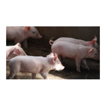 上海邦森豬價行情分享，豬價會瘋漲嗎？