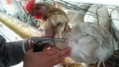 減少免疫應(yīng)激，上海邦森分享六大措施保障！