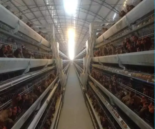 速壯丁蛋雞實(shí)驗(yàn)報告