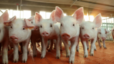 豬價(jià)上漲，多地破9沖10-上海邦森