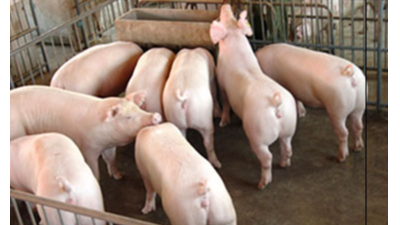 豬只流行性感冒，上海邦森教您一招輕松應(yīng)對(duì)