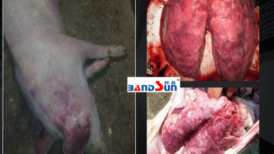 防控豬藍(lán)耳病替米考星與泰樂(lè)菌素的區(qū)別-上海邦森